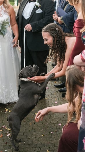 Duncan | Wedding Photography & Video on Instagram: "More Sage!! I cannot help myself!! haha! 😜 I’d apologise, but I am not sorry at all! Gorgeous little doggy! 🐕 🐶 . . . Venue: @crumplebury Photographer: @duncan_cox_photography Hair & Makeup: @hairbylauraprice & @ruthstarkiemua Dog Sitter: @bubbabearpetsitter Formal Wear: @billchildformalwear . . . #crumplebury #crumpleburywedding #crumpleburyweddingphotography #worcestershireweddingphotographer #worcestershireweddingvenue"