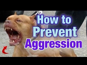 5 ways to prevent Pitbulls from being Aggressive!!