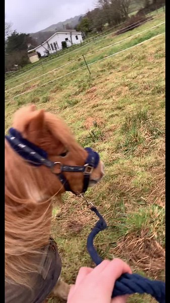 Bambie and the Ram: A Funny Shetland Encounter