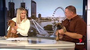 86K views · 2K reactions | Animal Welfare League Queensland is encouraging workplaces to accept a new breed of employee for Take Your Dog to Work Day. 7NEWS at 6pm. More local news: 7news.com.au/news/qld #7NEWS | 7NEWS Brisbane | Facebook