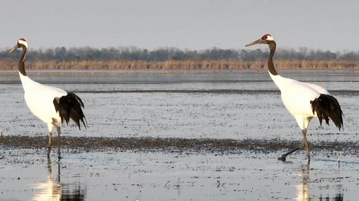 Wintering season: Over 100 red-crowned cranes arrive in Yancheng