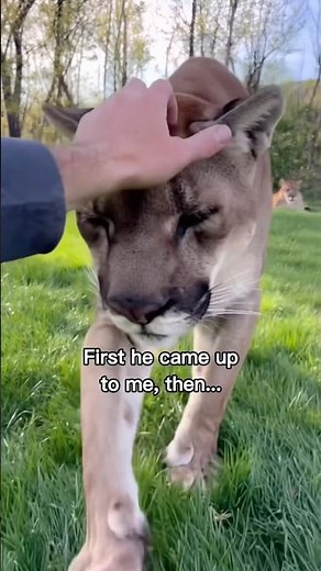 Man saves a mountain lion from a bear attack❤️😭 #wholesome #animals