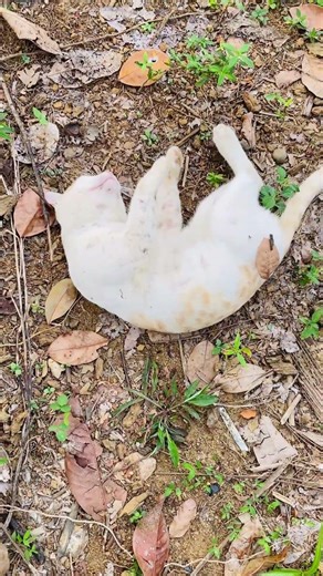 Super Cute Kitten Playing | Adorable Fluffy Cat Video 🐾😻