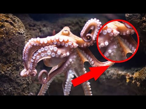 An Octopus Eating Itself to Raise Its Offspring