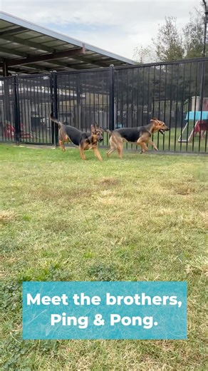 Say hi to the dynamic duo, Ping and Pong! (A1860371 & A1860372) These fun-loving brothers are bursting with energy and love to play! Whether they’re chasing each other around the yard or meeting new friends, Ping and Pong know how to make every day an adventure. Their goofy charm and big hearts will make you fall in love the moment you meet them. Ping and Pong have been at the Western Riverside County/City Animal Shelter for more than 165 days and are still waiting for their forever family. Our 