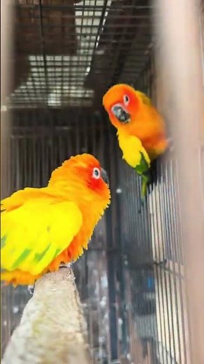 Sun Conure Parrot Funny Dance | Cute & Colorful Bird Moves! #shortvideo