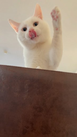 24K views · 518 reactions | Sound on!  What cheeky games are you playing with your cats? Miles is often playfully waiting for and hiding from me behind the chair in the morning. It’s become one of our little games to smack each other from opposite sides of the back rest. #cutecats #playfulcats #adorablecats #whitecats #catsofinstagram | Miles Moza | Facebook