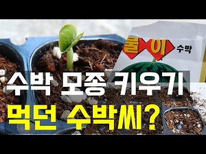 16-Day Record from Sowing Watermelon Seeds | Life Lessons Learned Through a Farmer's Patience