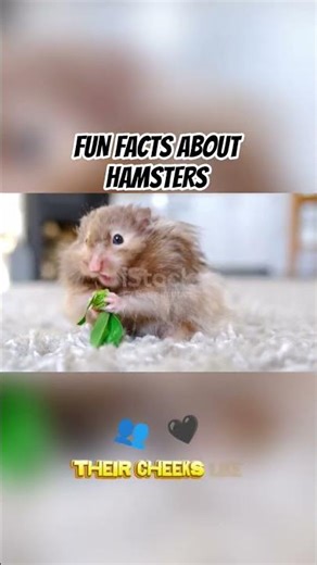 Fun Facts About Hamsters #cutepets #hamstershortvideo