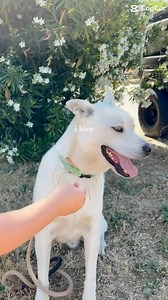 2K views · 57 reactions | How does a Pawsitive Change graduate who...