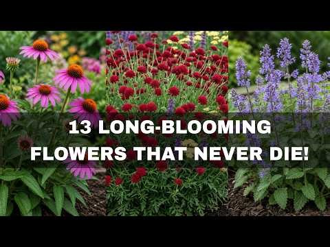 13 Longest-Blooming Perennial Flowers That Bloom Nonstop Until Frost 🌿