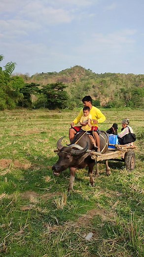 Our Ride for the Day From O'donell to Bueno Capas is 5.6 km, I really enjoyed the carabao ride... #buenocapastarlac #sitiohotspring #kayladavies #pinayblogger #kaylaswalkoflife #provincelife #CapasTarlac #Philippines2023 #reels #hotspring | Kayla Davies