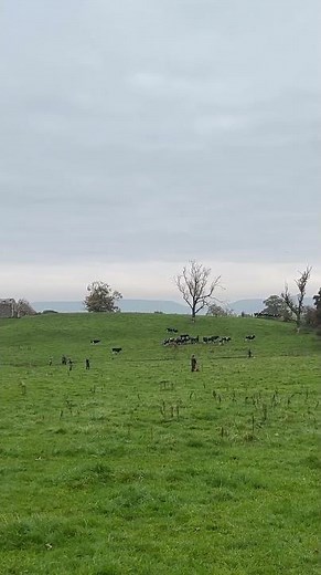 Driven pheasant shooting from a distance #hunting #fieldsportsbritain