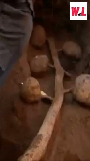 The Great Ant Metropolis: Uncovering a Gigantic Ant Hill in the Wild