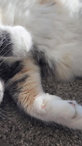 Respect the Paw! Protect the Claw! DO NOT DECLAW! Cats need their claws. Scratching plays a positive role in a cat's muscle tone and agility. They need claws for protection, balance, to scratch an itch, and to feel safe. Declawing a cat is an amputation of the last bone of each toe. The pain caused by this mutilation can cause cats to not use the litter box and become biters. They may be in pain for their entire life. Provide cats with ample scratching surfaces and there will be no need to decla