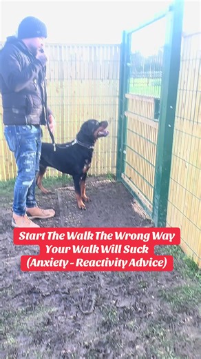 Start the walk the right way #dog | dog