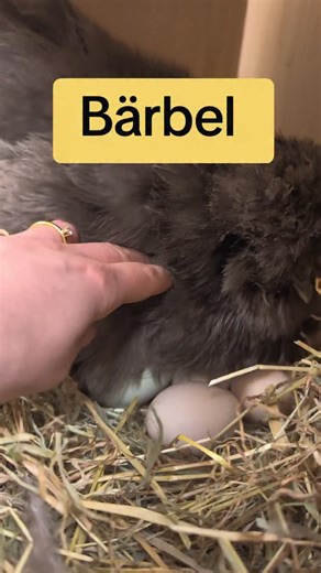 Dettis kleine Farm on Instagram: "Februar. Frostige Nächte, kurze Tage und meine Glucke Bärbel sitzt da wie ein Fels in der Brandung und denkt sich Mir egal was ihr sagt, ich brüte jetzt. Und ja, das passiert öfter als viele denken. Manche Hennen folgen nicht dem Kalender, sondern ihrem Hormonchaos. Wenn alles passt, Körperzustand, Ruhe, Futter und Sicherheit, dann wird auch im Februar gegluckt. Das ist kein Fehler, das ist Biologie. Mit ein bisschen Unterstützung kann das sogar richtig gut funk
