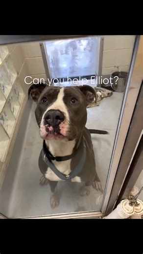 Adopt Elliot! This handsome and lovable guy wants to get out of the shelter! He is very stressed and would much rather spend his holidays in someone’s home. If you are thinking about adoption please head on down to Marion County Dog Services in Salem Oregon and break this guy free!!! #adoptdontshop #adoptme #marioncountydogservices #marioncounty #rescuedogsofinstagram | Marion County Dog Services