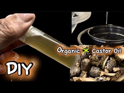 Extracting 🇯🇲 Castor Oil using a press machine