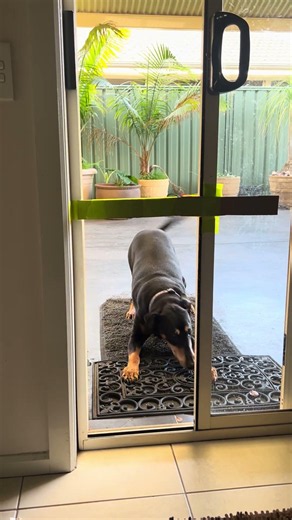 How to do a test at home to see what size flap is ideal for your doggie #patiolink #dog #dogdoor