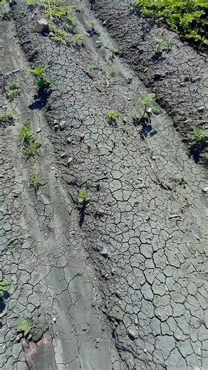 2K views · 41 reactions | En ocasiones nos vamos a encontrar figuras medias incompletas | Tamaulipas prehispánico | Facebook