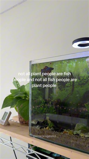 Betta Fish Care: Aquarium & Planted Tank Tips