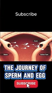 From Conception to Life: The Incredible Journey of Egg and Sperm 🧬 #conception #lifecreation