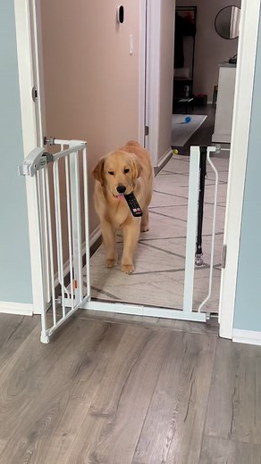 451K views · 10K reactions | Just Comet being a Comet | Comet Olsen | Facebook