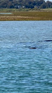 Orleans Town Cove Seals Cape Cod - Massachusetts | Cape Cod, Massachusetts