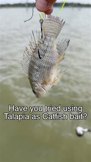Ever tried using tilapia as bait on your Boss Kat hooks? 🎣🐟 Some anglers swear by it for tempting those big cats! Explore the full Boss Kat hook lineup — with plenty of colors and styles to match your setup. Built tough and razor-sharp, these hooks are made to hold onto giants in any lake, river, or reservoir. 💪🐟 https://ttiblakemore.com/product-category/boss-kat-superior-catfish-hooks-by-daiichi/ #BossKat #Catfishing #BigCats #CatfishHooks #CatfishGear #CatchMoreFish | Catfish NOW