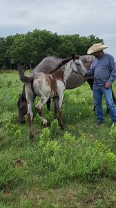 4.2M views · 10K reactions | Gooseberry Heather's filly, Cheyenne is huge!! She's 2.5 months old and just about to get rid of that foal coat!!! She's a color tested homozygous roan, blue roan!!! *under contract * https://www.allbreedpedigree.com/i+happen+to+be+blue | Diamond S Quarter Horses | Facebook