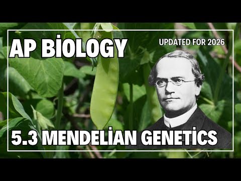 5.3 Mendelian Genetics