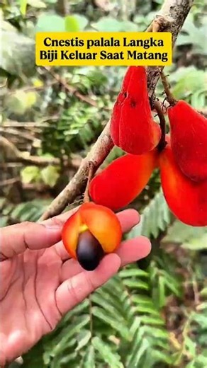 When This Fruit Ripens, the Black Seeds Come Out on Their Own