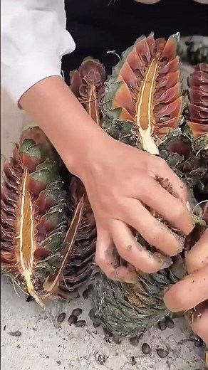 Pine nut taking-out process from the pine cone
