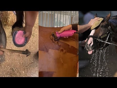 The Most Satisfying Equestrian Compilation #1