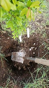 This is a must-have shovel if you need to dig up trees or stumps.