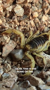 Legendary River Monster Found in Australia #TheProofIsOutThere Watch new episodes of The Proof Is Out There Fridays at 10/9c on HISTORY! | HISTORY