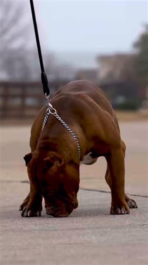 Champion Apex is a rising star of the XL Bully world—refined muscle, perfect balance, and championship-winning structure. His bloodline delivers consistency, intelligence, and elite show quality. Apex isn’t just a stud… he’s a brand, a standard, and a guaranteed upgrade to any program serious about quality. #dtxbulliesllc #xIbully #mansbestfriend #stud #showdog #bigdog #gotapex | dtx__bullies