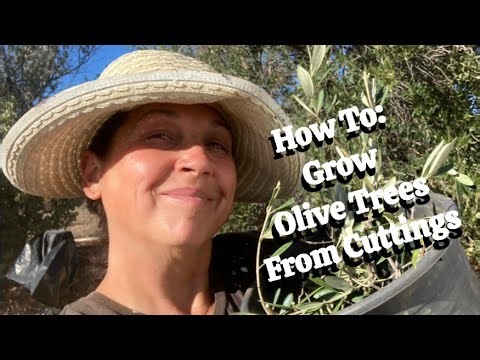 How To Propagate Olive Trees From Cuttings