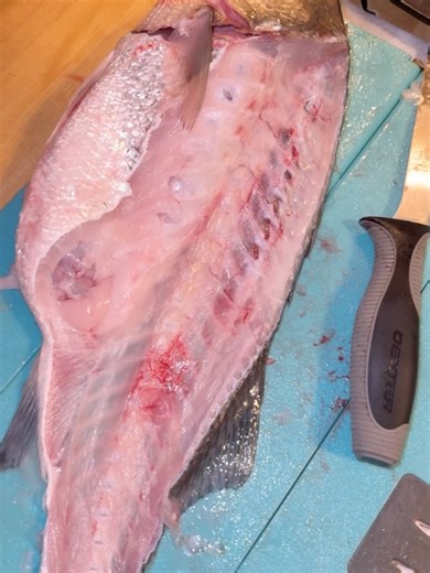 Doo Johnson on Instagram: "Turning Matrix Shad Into Dinner! @matrixshad_docksidetv ! 5.5LB Striper! What a fight!"