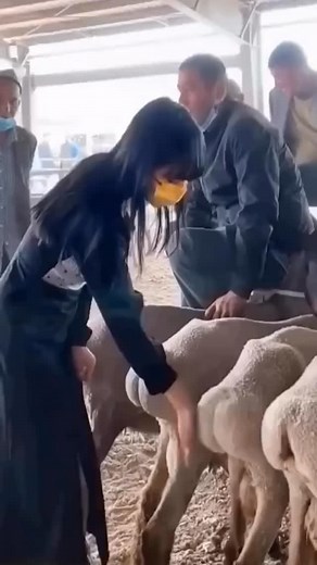 Altay Big -Tailed Sheep , Real Peach Buttocks!!! | Overall cheep