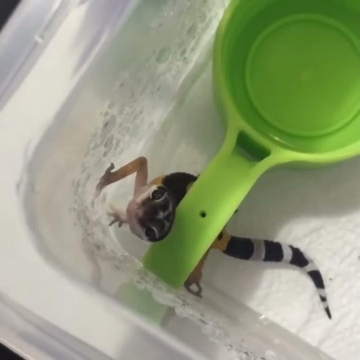 Baby Leopard Gecko Screaming Compilation