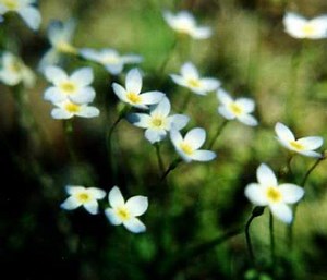 Spring Wildflower Hike at Sleeping Giant