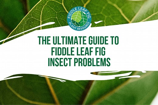 The Ultimate Guide to Fiddle Leaf Fig Insect Problems (Video)
