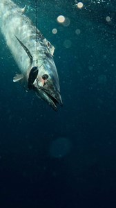 1.1K views · 41 reactions | Laser Pro is the toughest trolling minnow in the world  #LaserPro210 #youknowtheywork | Halco Tackle | Facebook