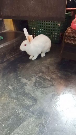 4.1K views · 19 shares | Kelinci lokal | S e n j a | Facebook