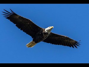 Hawk Ridge Oct 2025