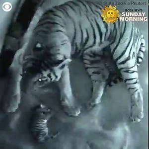 Watch this mother tiger tend to her newborns at the Assam State Zoo in India. The zoo said the royal Bengal tiger cubs are healthy and were born on February 3. | CBS Sunday Morning