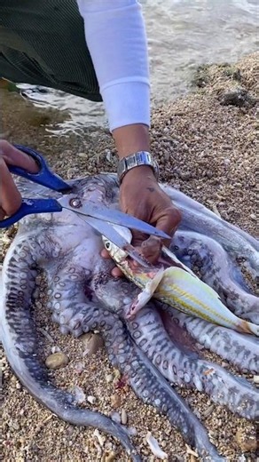 Unbelievable Giant Eel Fish Found 😱 | Rare Sea Creature Caught Live