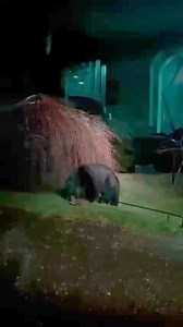 483K views · 324 reactions | This black bear near Bremerton had a...